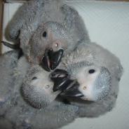 Baby African Grey Parrots