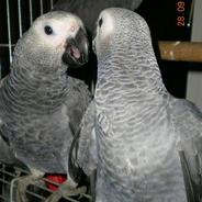 African Grey Parrot