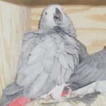 Princeps African Grey Parrot