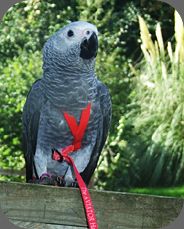 Jack The African Grey
