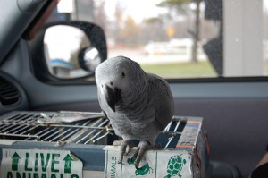 Parrot Travel Cage