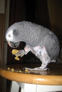 Digby Eating Twice Baked Biscotti