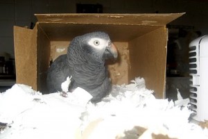 Hideaway Boxes For Your Parrot