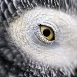 African Grey Eye