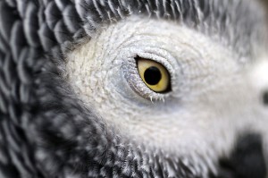 African Grey Eye Pinning