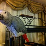 5 Hints And Tips For Your Parrot Cage