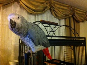 african grey parrot cage