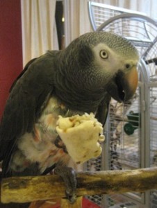 Grey Eating Vegetable Wrap