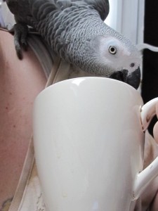 Bailey, trying to drink my tea. 
