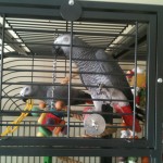 angus1