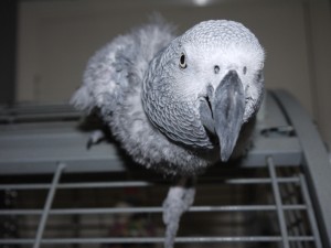 Bobby (6)