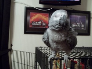 Rosie