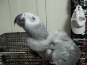 Rosie dropping her wings for me