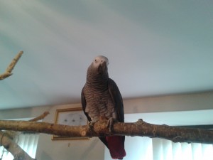 2012-02-26 14.39.55
