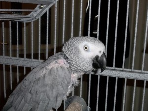 charlie1