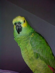 rocky2