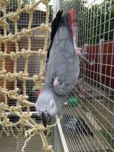 coco in the aviary