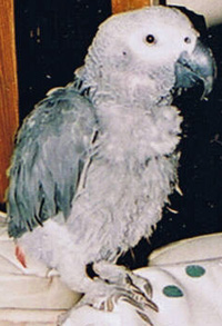 Plucked Parrot