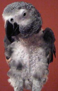 Rescue African Grey Parrot