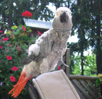 Rescue African Grey Parrot